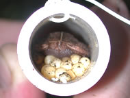 frog and eggs inside T-formation PVC pipe