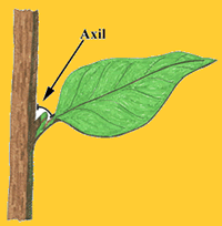leaf axil