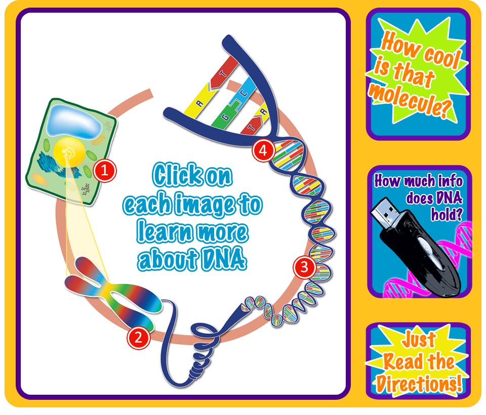 diagram of DNA coming out of cell