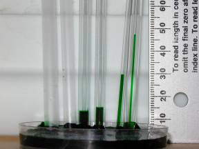 Capillary rise in tubes of varied widths.