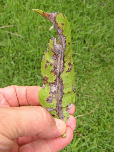 MANGO PLANT PEST AND DISEASE IMAGE GALLERY 