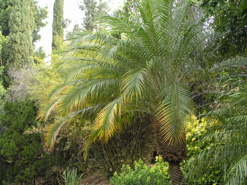 dates palm. on Pygmy date palm (Phoenix