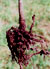 root knot disease