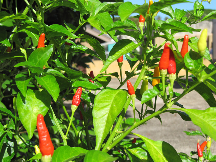 Hawaiian chili pepper is a popular variety used in various "local 