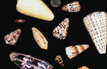 A variety of cone snails