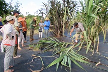 Sugarcane at research station