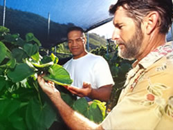 Dr.
Bittenbender has been studying ‘awa since 1998 and has maintained a kava
variety collection for more than a decade.