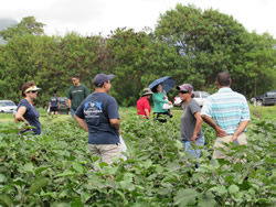 Extension Agent Jari Sugano (center) is initiating another
series of educational events to ensure that growers understand how to best
manage fungi and insects.