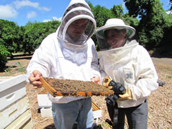 Graduate student Scott Nikaido and Dr. Ethel Villalobos suit
up to check honeycombs in a research hive.