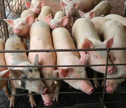 a group of pigs