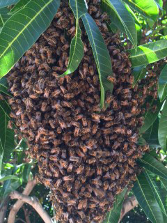 Bee swarm at UGC