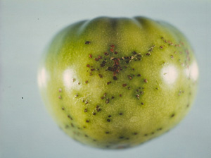 Tomato bacterial spot. Photo: Dr. Scot Nelson