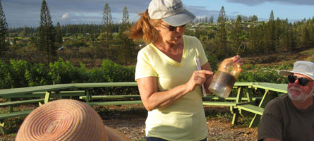 A Maui Master Gardener describes how a fruit fly trap works at Napili Community Garden. 