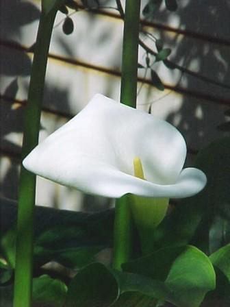 Calla Lilies (Zantedeschia aethiopica) 