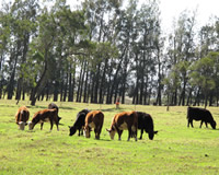 Pasture Rangeland