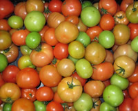 Tomatoes