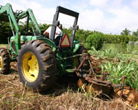 Vegetables and Root Crops