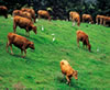 cattles on pature