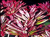 plants