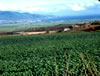 field