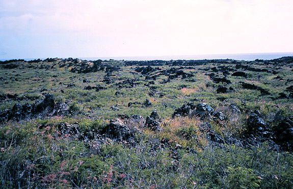 Basalt rock outcrops in Maui pastures.