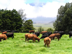 Cattle grazing in one of Hawaii’s livestock farms.