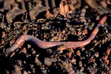 Earthworms casting