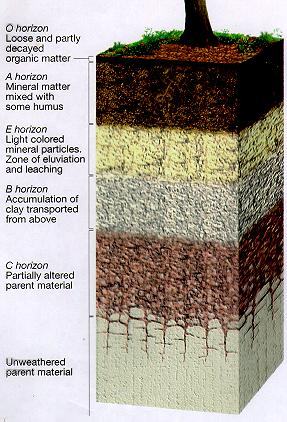 forest soil horizons