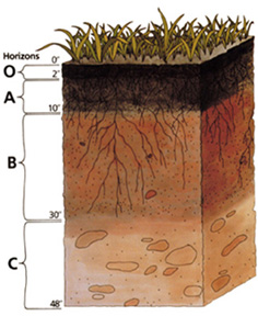 grassland soil horizons