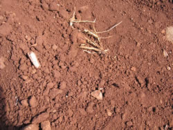 Keahua Series