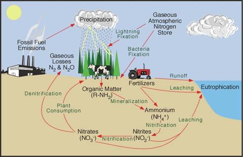 The Nitrogen Cycle