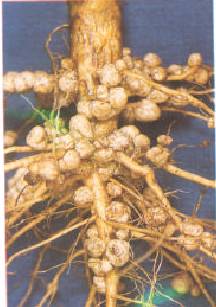 Depiction of effective nodulation of soybean by rhizobia.