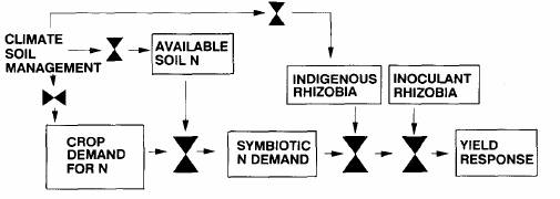 The various Factors that control nitrogen fixation.