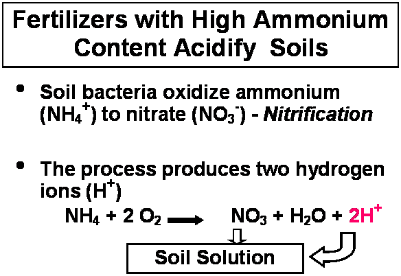 Basic process that causes soil acidity by ammonium fertilizers. 