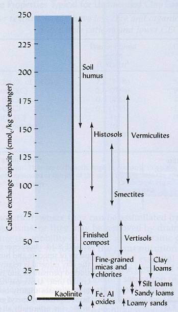 Cation exchange capacity in different soils