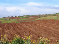 landscape of maui