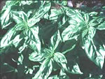 UH Sweet Basil