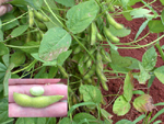 Kahala Soybean