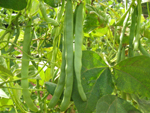 Manoa Wonder
