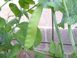 Manoa Sugar