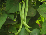 Poamoho