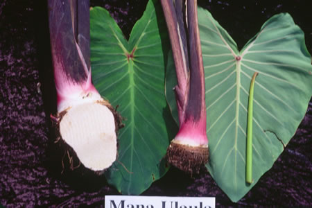 Mana Ulaula