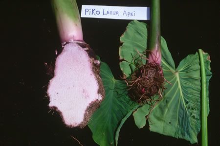 Piko Lehua-apei