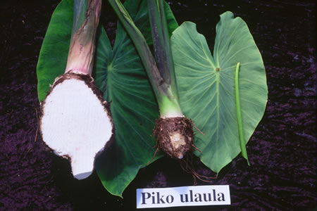 Piko Ulaula