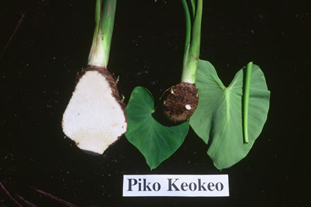 Piko Keokeo