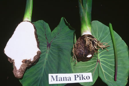 Manapiko