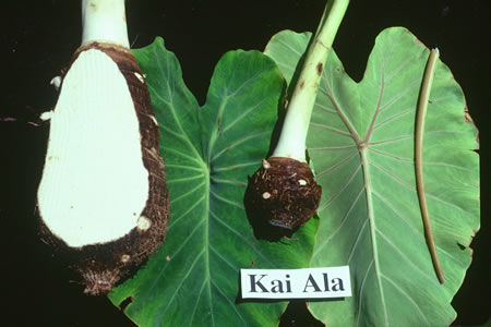 Kai Ala