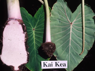 Kai Kea