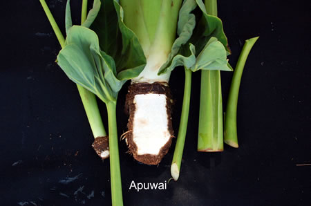 Apuwai