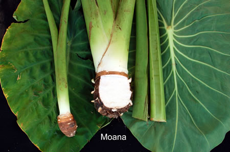 Moana